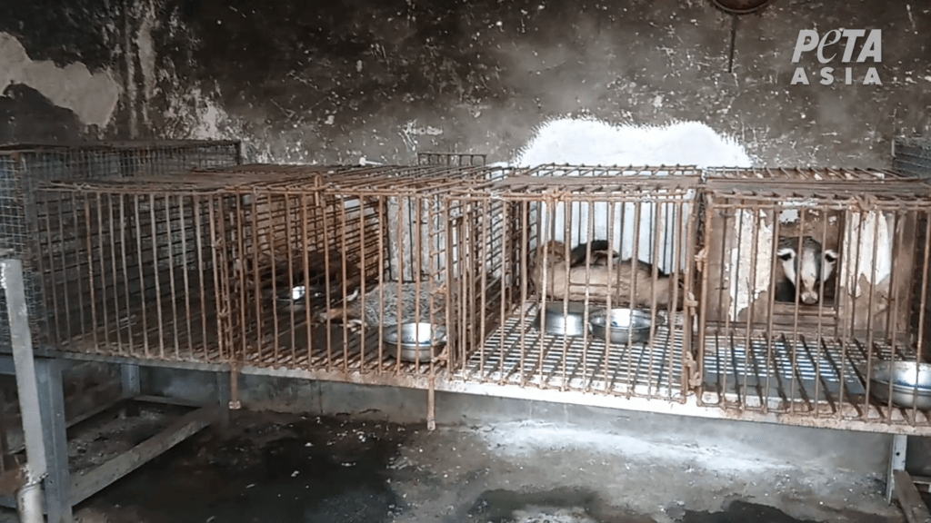 https://investigations.peta.org/wp-content/uploads/2018/09/Rows-of-cages-1024x576.png