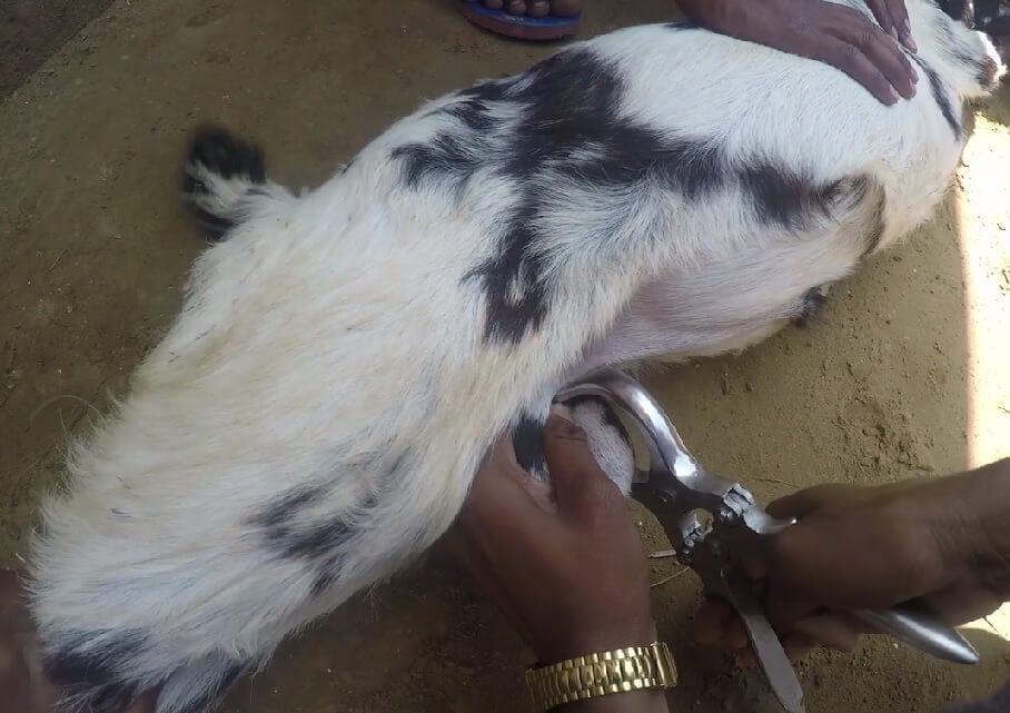 heifer international animal castration