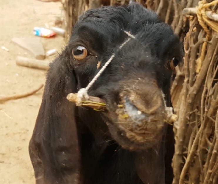 heifer international animal with stick in mouth
