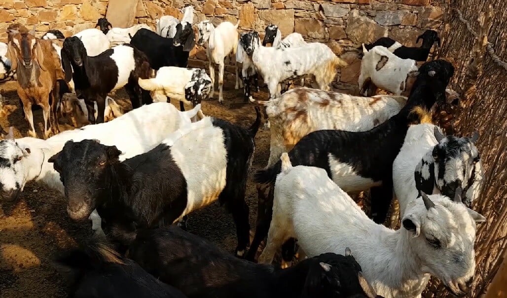 heifer interational animals in a crowded pen