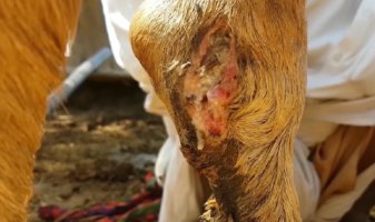 heifer international animal with maggots in wound