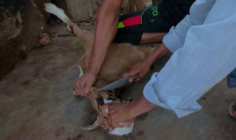 heifer international animals slaughtered
