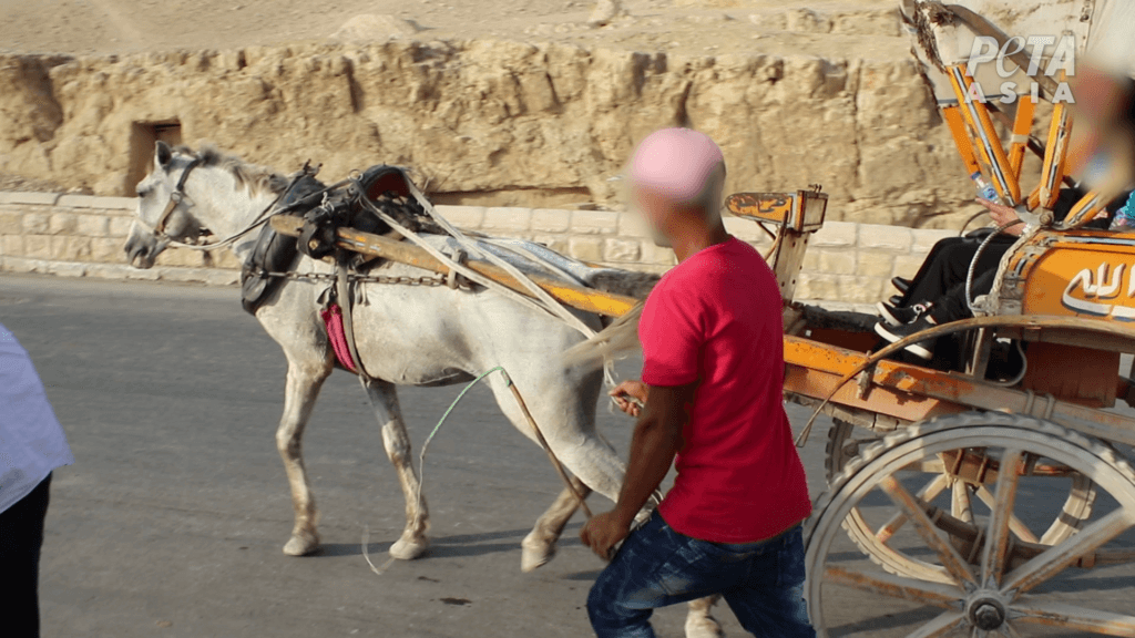 Horses Whipped and Forced to Haul Tourists in Egypt PETA