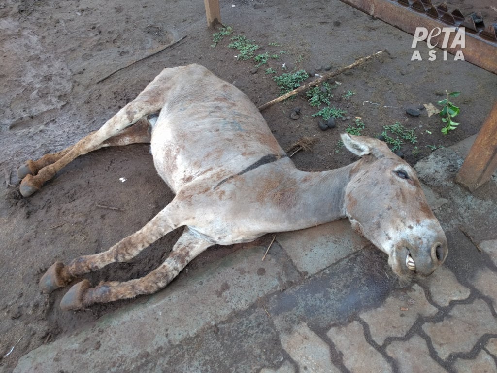 https://investigations.peta.org/wp-content/uploads/2019/01/Dead-donkey-outside-slaughterhouse1-1024x768.jpg