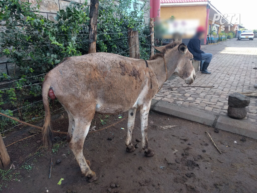 https://investigations.peta.org/wp-content/uploads/2019/01/Donkey-with-apparent-prolapse-1024x768.jpg