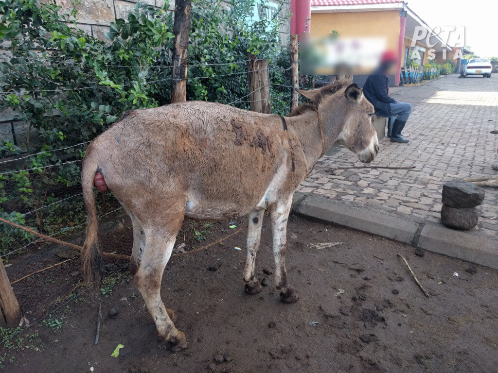 Mexican Donkey Show Footage