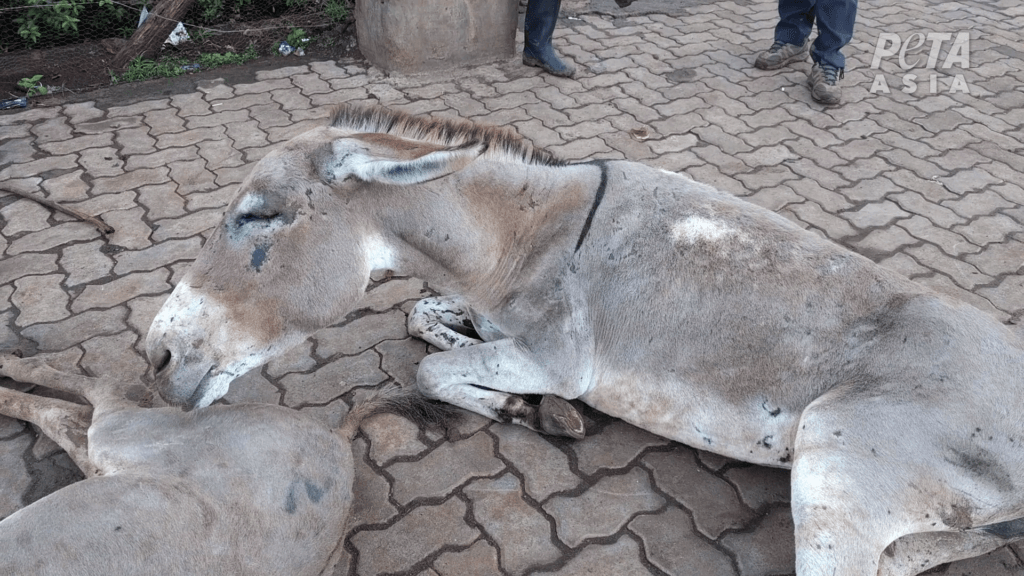 Mexico Donkey Show Footage