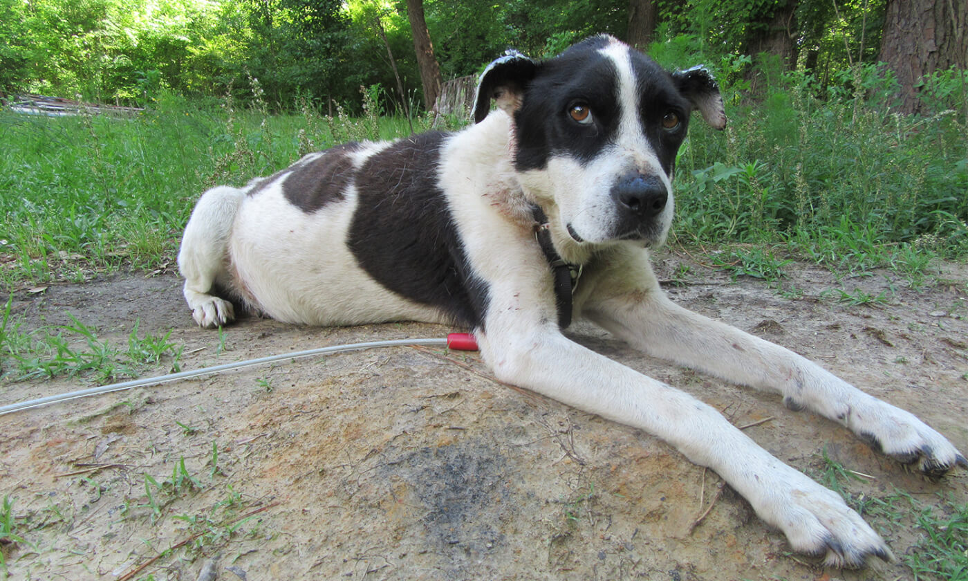 Meet PETA�s Rescue Team and the Animals They Help