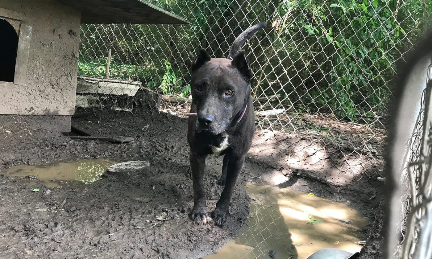 Meet Peta S Rescue Team And The Animals They Help