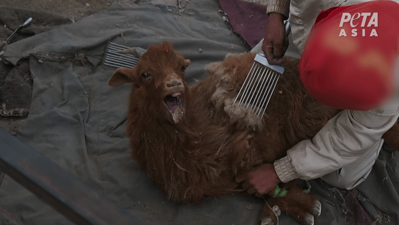 Chinese Woman Killing A Goat - Peta Expose There S Nothing Luxurious About Cashmere ...