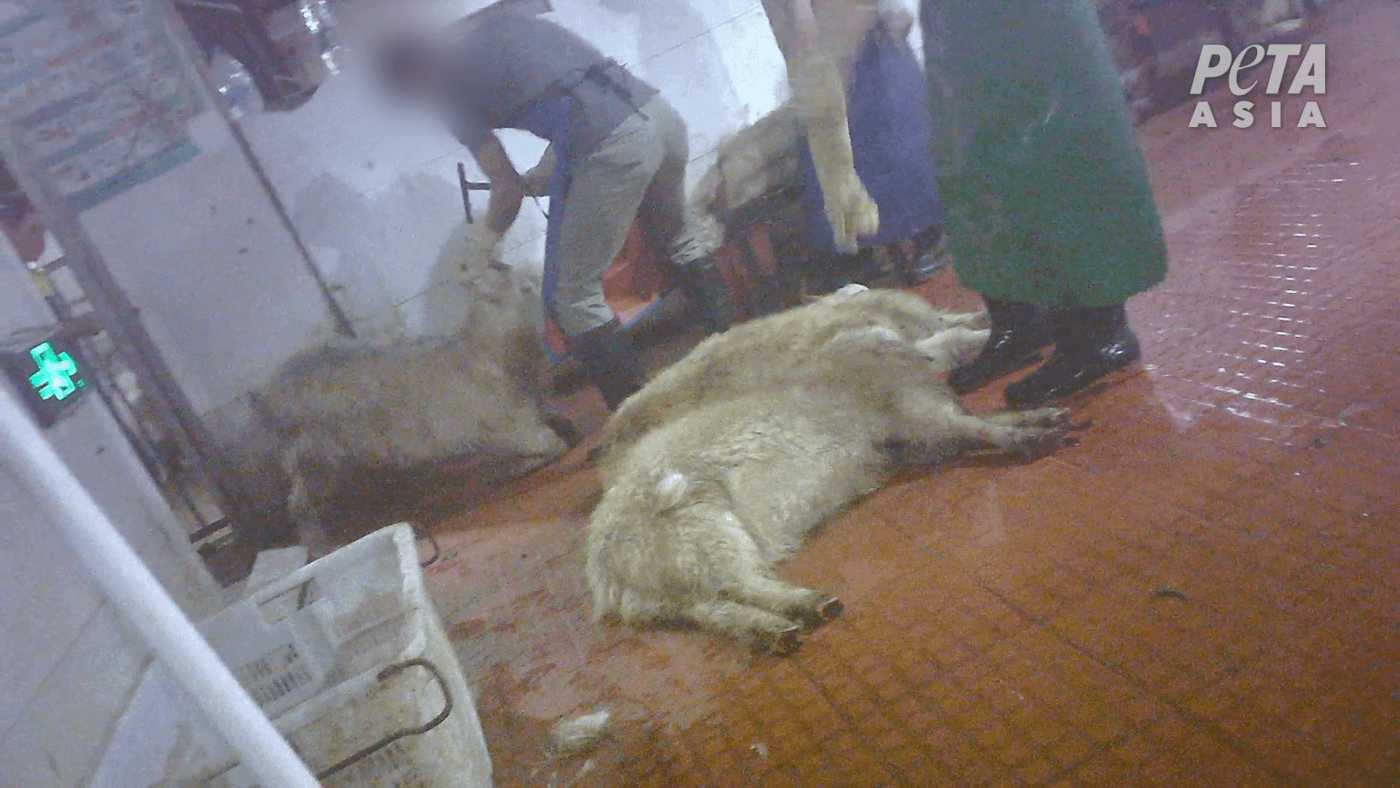 Peta Expose There S Nothing Luxurious About Cashmere