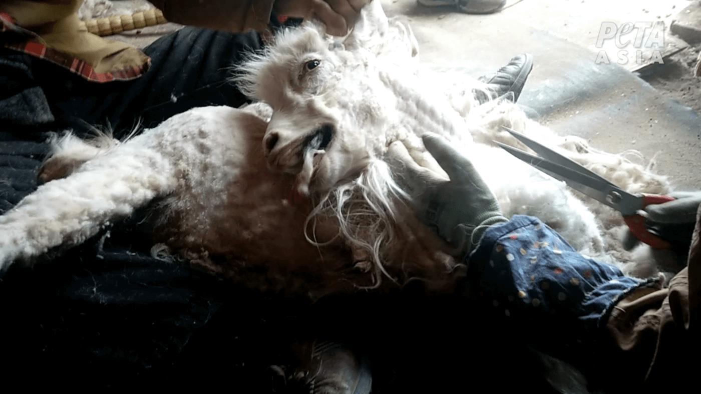 https://investigations.peta.org/wp-content/uploads/2019/02/Shearing.png