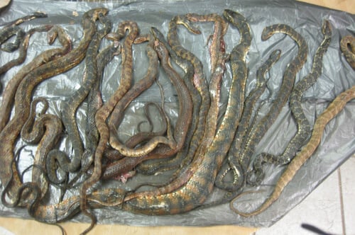 PETA Asia Exposes Gruesome, Shocking Abuse in Global Snakeskin Trade -  Living - PETA India