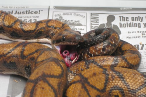 PETA Asia Exposes Gruesome, Shocking Abuse in Global Snakeskin Trade -  Living - PETA India