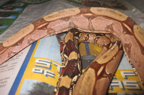 PETA Asia Exposes Gruesome, Shocking Abuse in Global Snakeskin Trade -  Living - PETA India