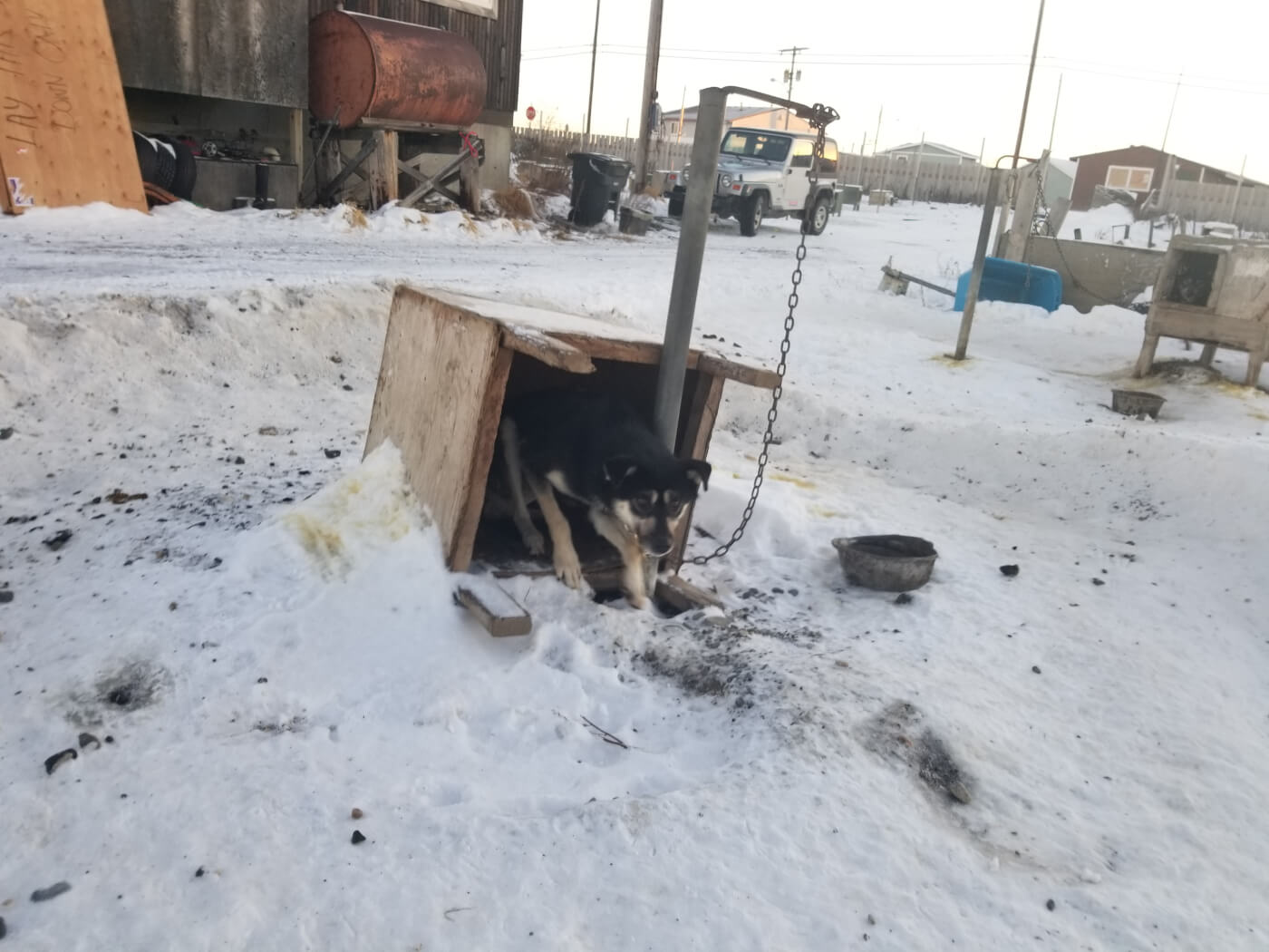 Dog Porn Snow - Video: Dogs Endure Pain, Isolation, and Neglect at Iditarod Kennels
