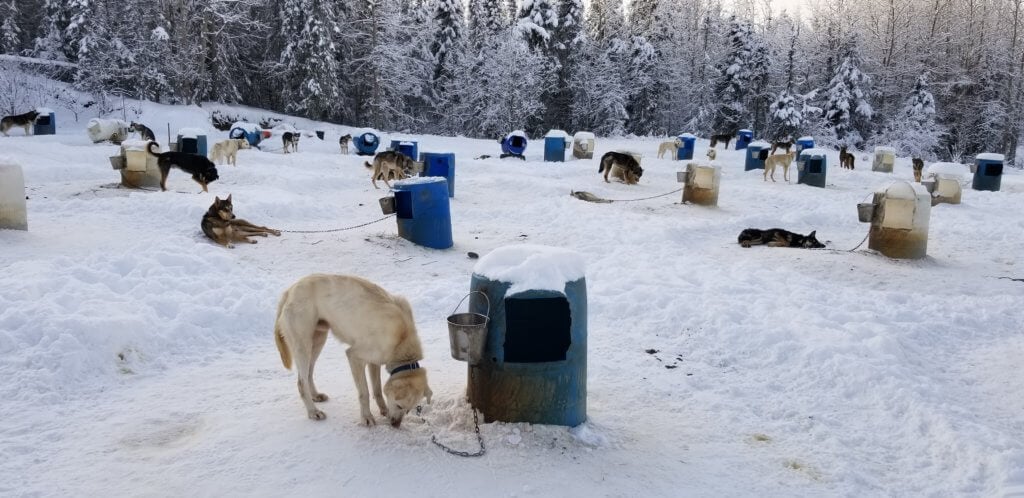 mitch seavey dog yard