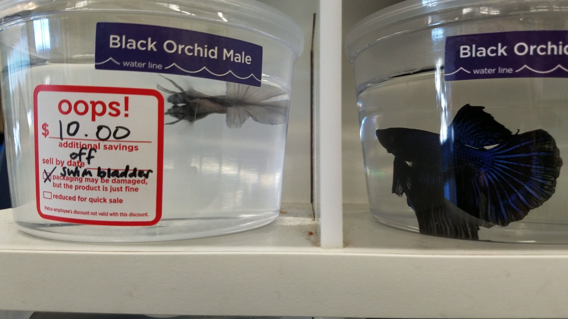 Expos Filth Sickness And Death For Betta Fish At Petco PETA