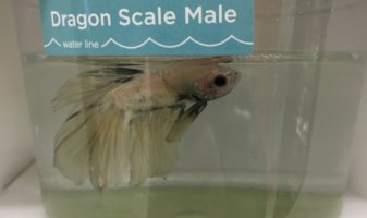 bettas for sale at petco