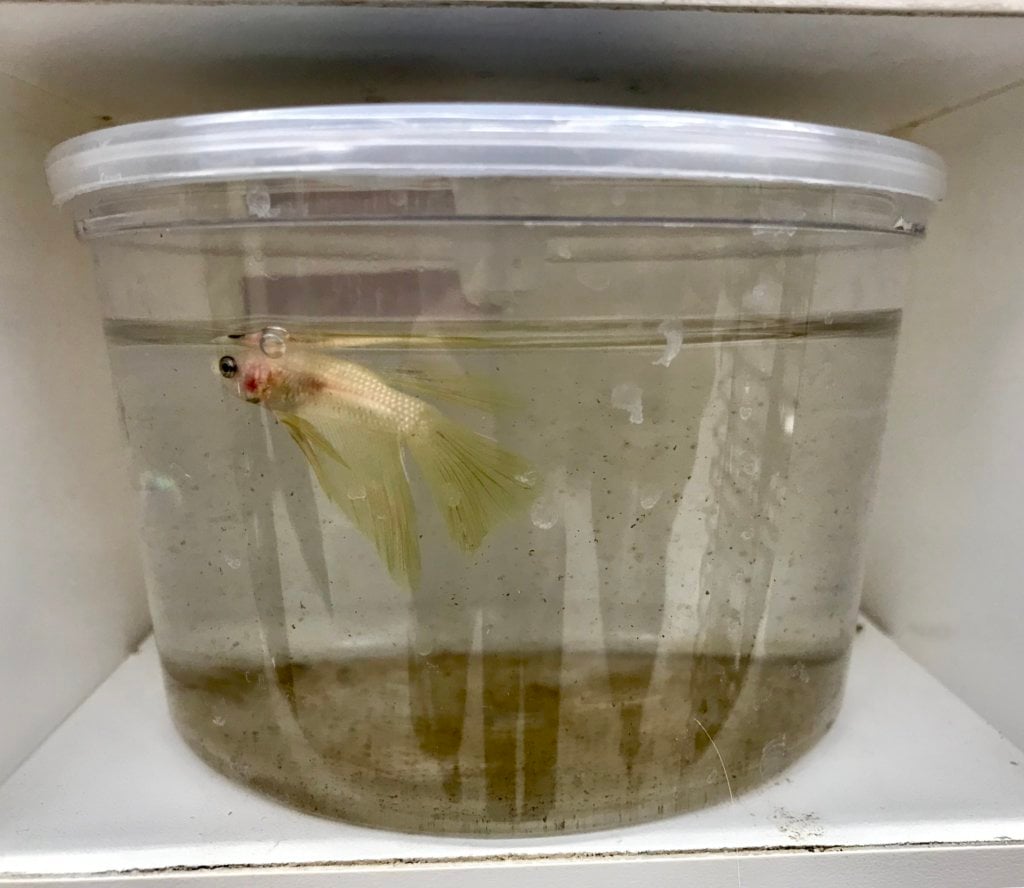 Petco fish shop sale 2019