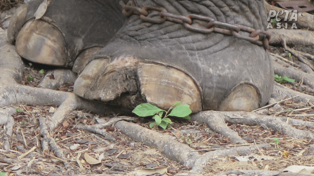 Elephant with broken nail at Samutprakan Zoo in Thailand