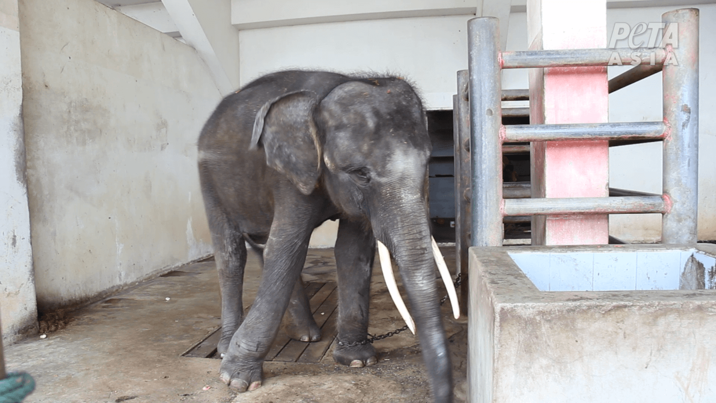 Elephants Abused for Tourist Industry in Thailand | PETA