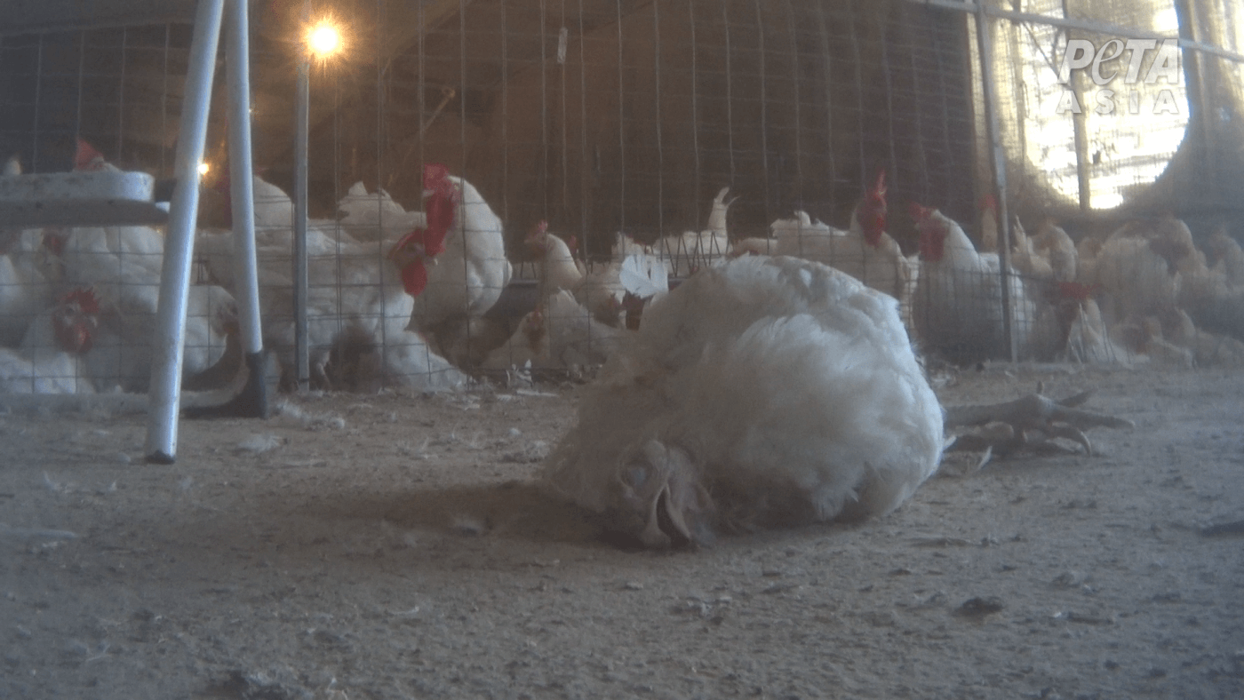 https://investigations.peta.org/wp-content/uploads/2019/07/Dead-chickens-2.png