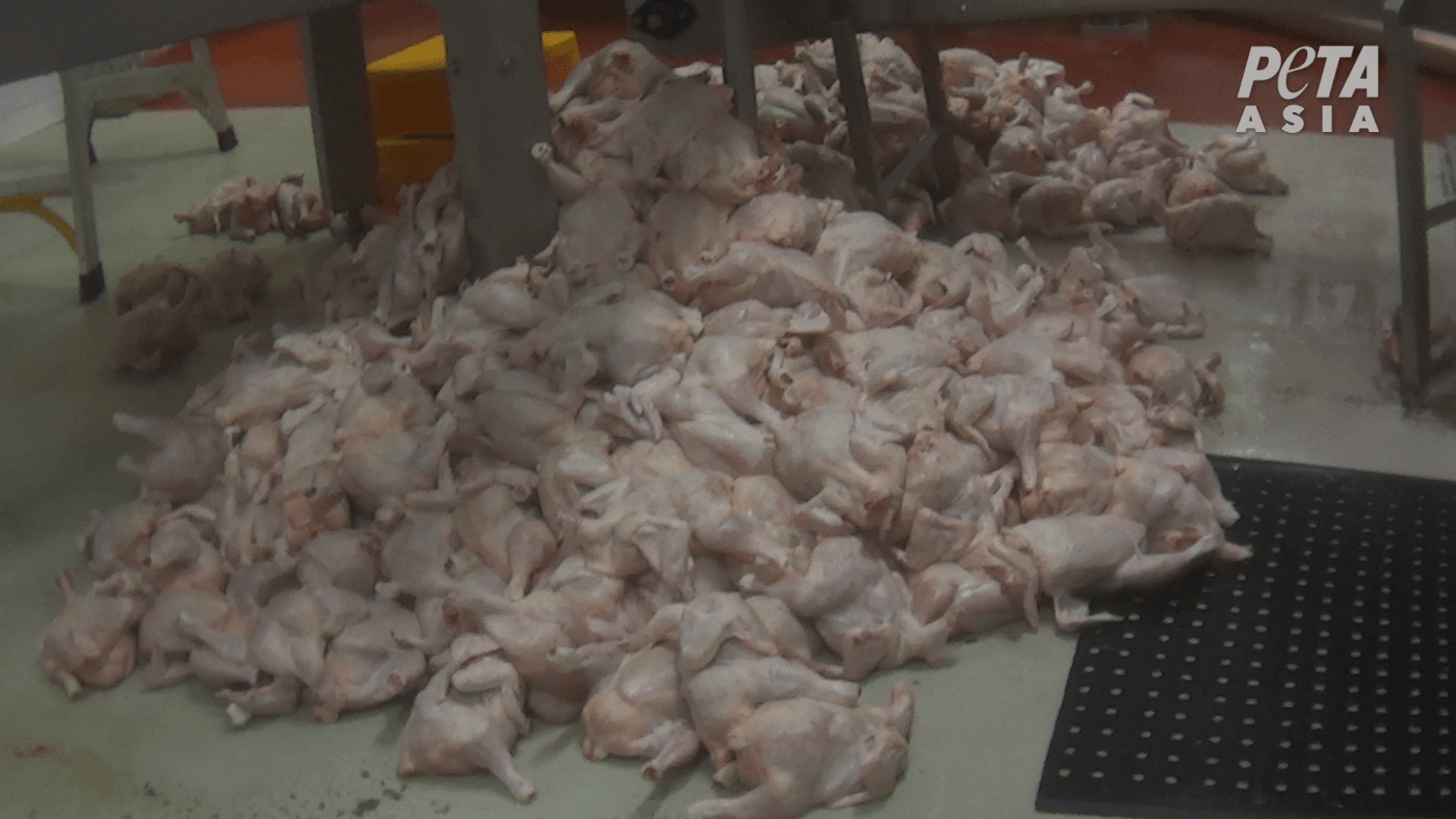 https://investigations.peta.org/wp-content/uploads/2019/07/Dead-chickens-on-ground.png