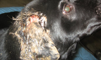 black dog with injured ear