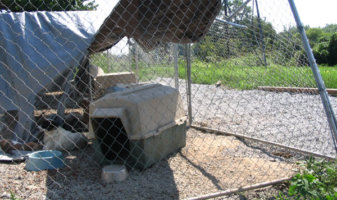 fencing collapsed onto a dog's shelter
