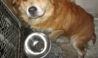 photo of light brown dog with a tail injury in the corner of a concrete pen