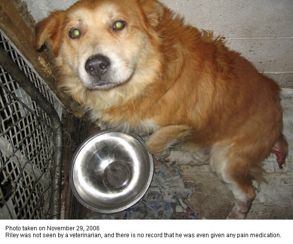 photo of light brown dog with a tail injury in the corner of a concrete pen