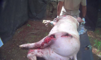 wounded pig used for military trauma training
