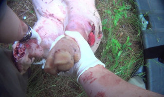 wounded pig used for military trauma training