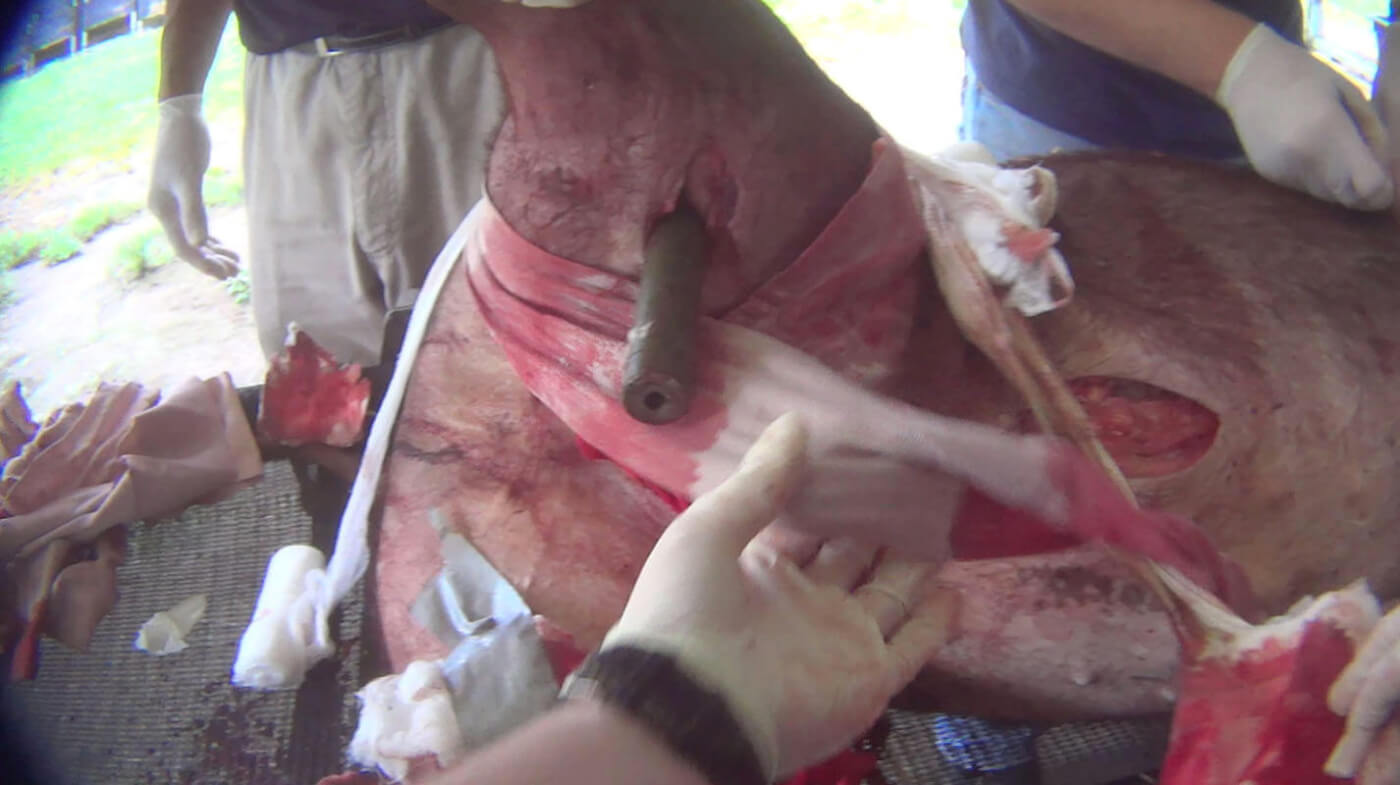 military medical training on a pig