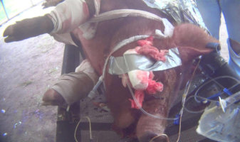 medical training performed on a pig for the military