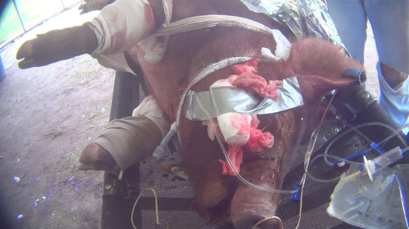 medical training performed on a pig for the military