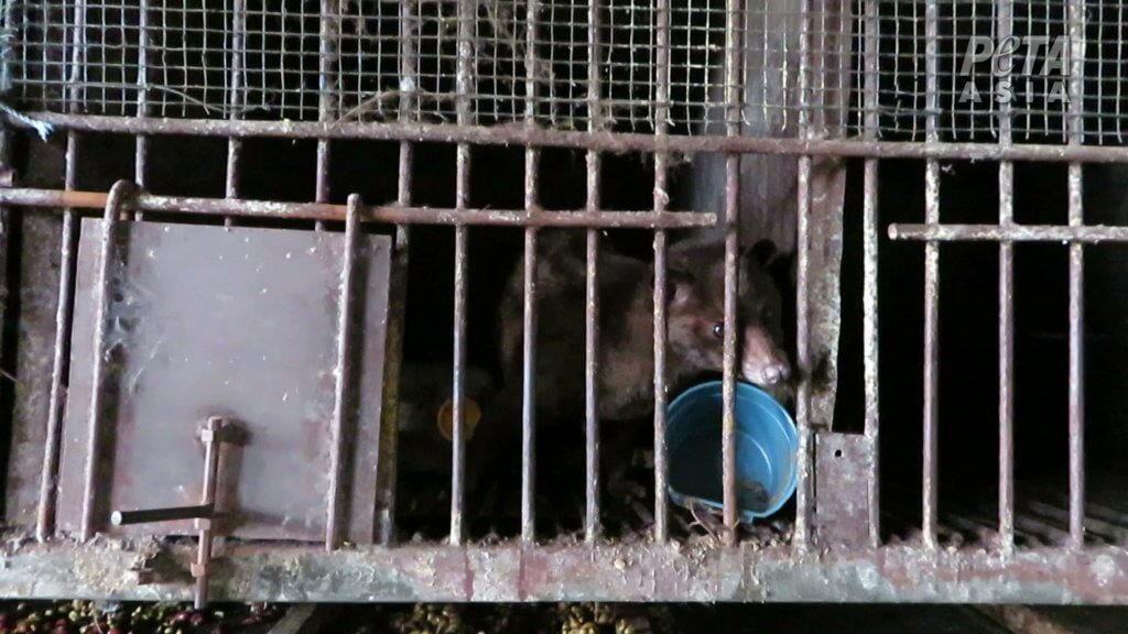 civet cat in a cage