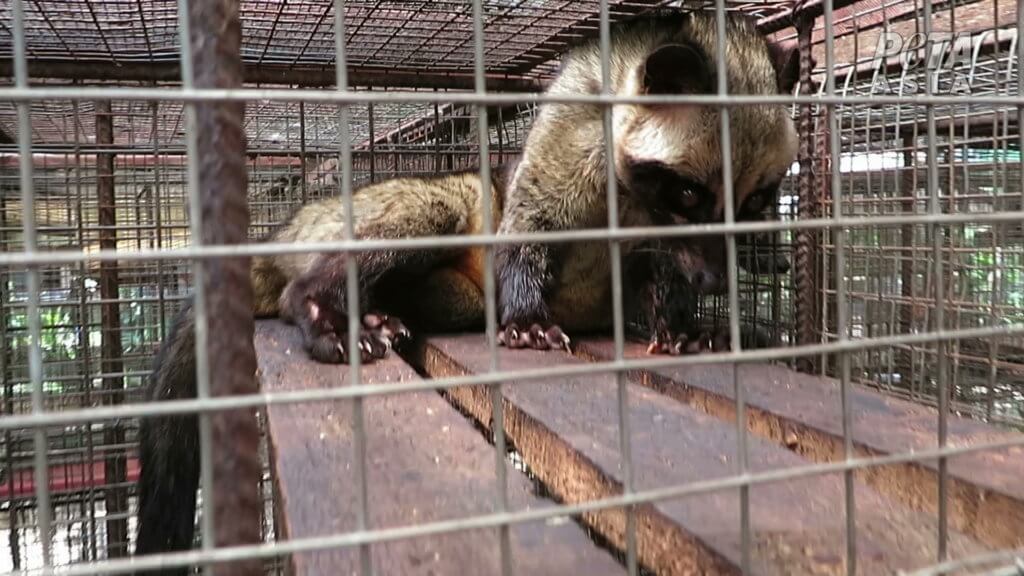 civet cat in a cage