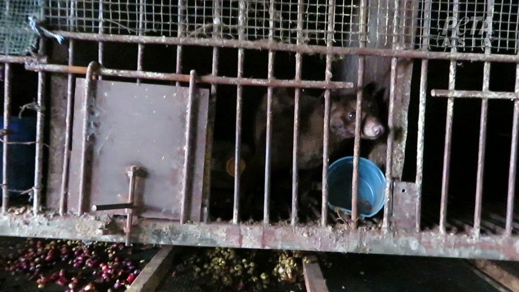 civet cat in a cage