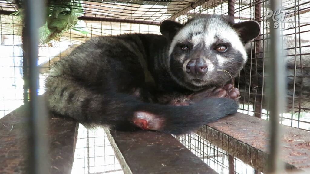 civet cat in a cage