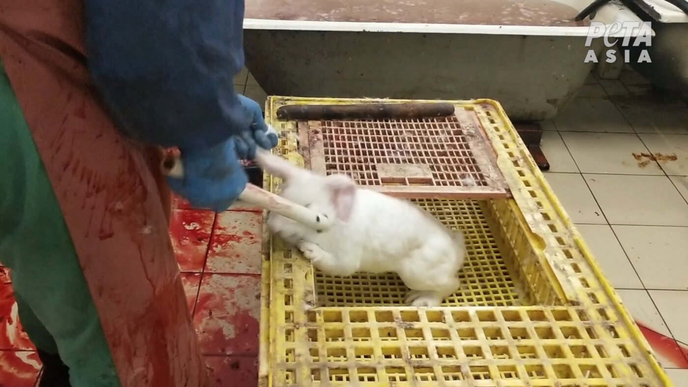 worker grabbing rabbit in slaughterhouse