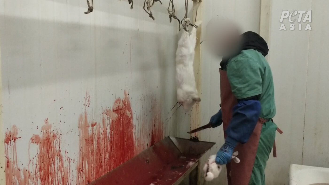 worker cuts off rabbits head at slaughterhouse