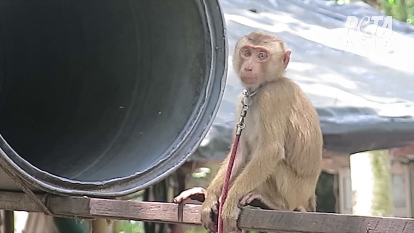 Monkeys Chained Abused For Coconut Milk Peta