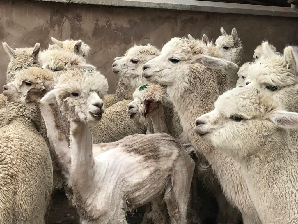 alpaca with severed eyelid standing with several other shorn alpacas