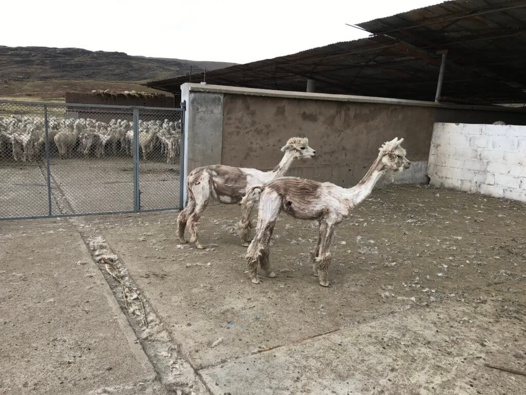 alpacas short and bleeding in peru