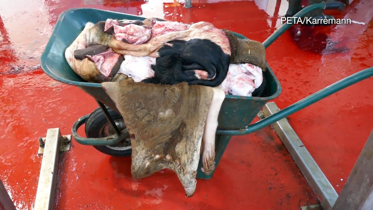 https://investigations.peta.org/wp-content/uploads/2020/03/pile-of-animal-skins.jpg