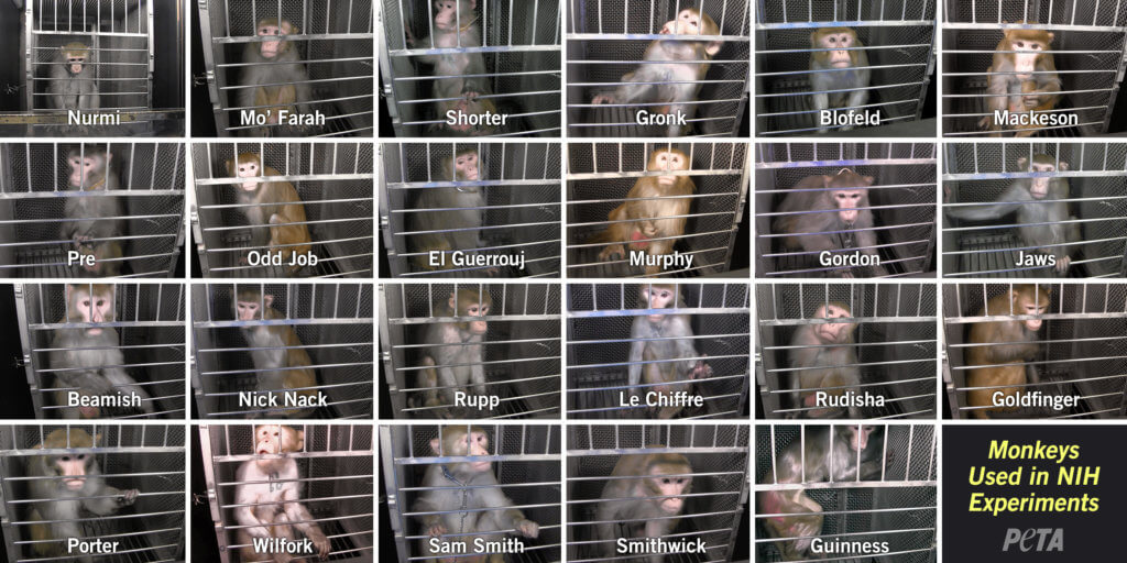 23 Monkeys that were used in fright experiments at NIH