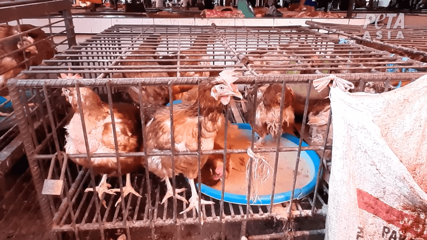 https://investigations.peta.org/wp-content/uploads/2020/04/chickens-in-cramped-dirty-cages-wet-market.png