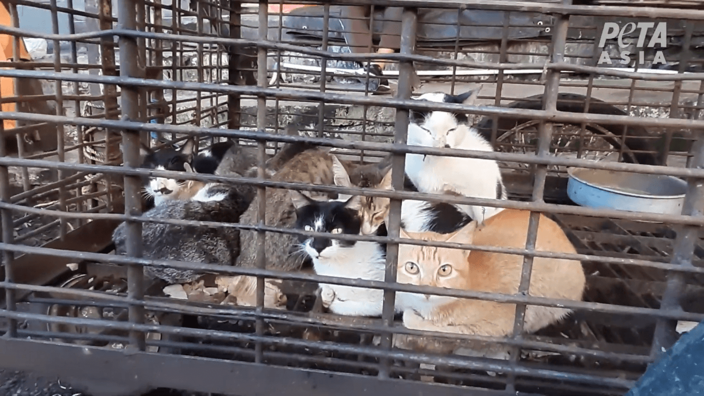 Exposé: Suffering and Disease in Asian Live-Animal Markets